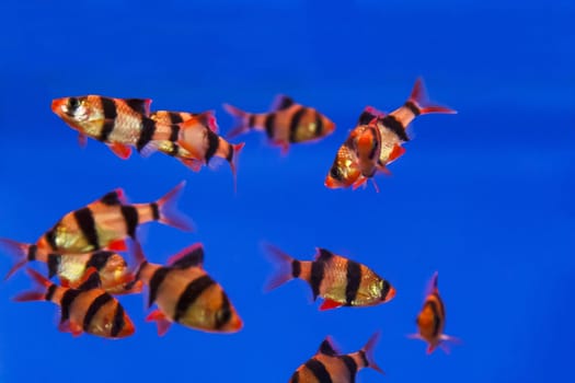 Group of striped fishes swimming in aquarium tank