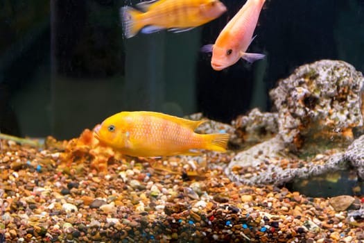 Couple orange aulonocara fishes in aquarium tank with reef on background