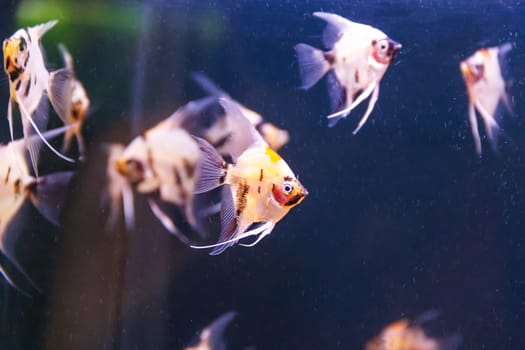 small group of triangle aquarium scalare fishes swimming