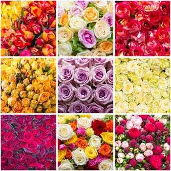 colourfull roses - collage