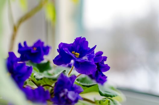Blooming violets in the bathroom window closeup