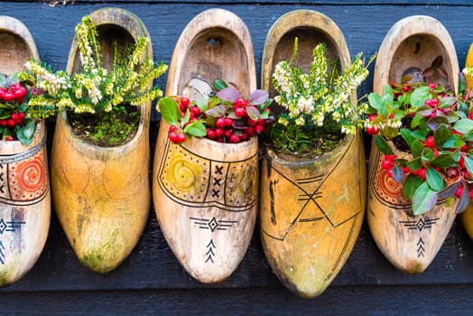 Zaanse Schans, Netherlands - January 10, 2017: Row of old traditional handmade Dutch wooden clogs with blooming flowers in Zaanse Schans village near Amsterdam, Netherlands.
