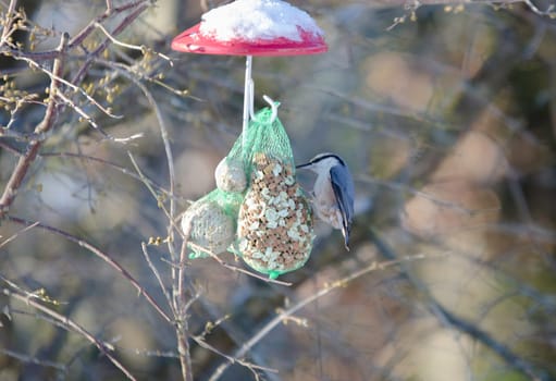 One wild nuthatch Sit in the three and eat seed