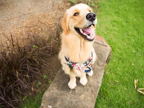 Golden retriever is playing in the park