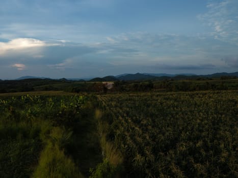 Cornfield farm