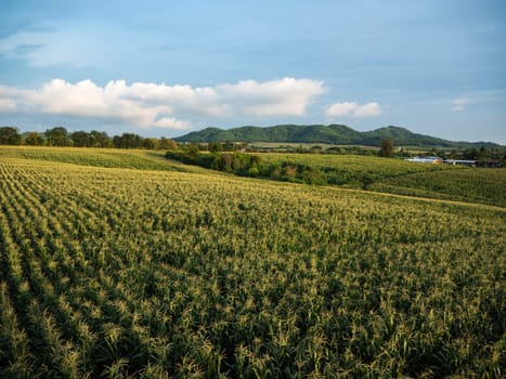 Cornfield farm