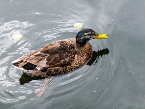 Duck swimming in the Pond, sunbeams reflecting in the water