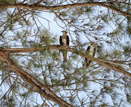 Osprey with prey,America,Nature,Eagle