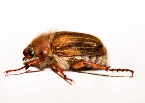 ribbed curlew beetle