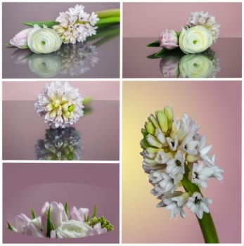 Collage with spring flowers
