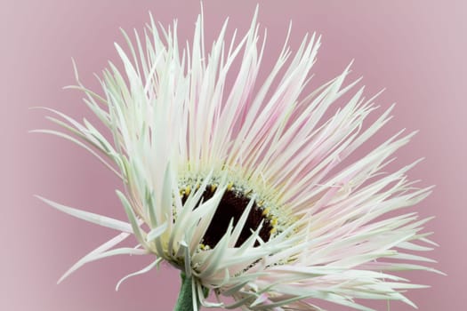 Fringe Gerbera