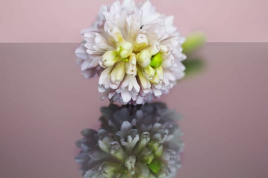 Mirror image of a hyacinth