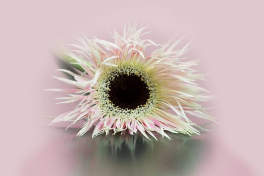 View into the innermost part of the Gerbera