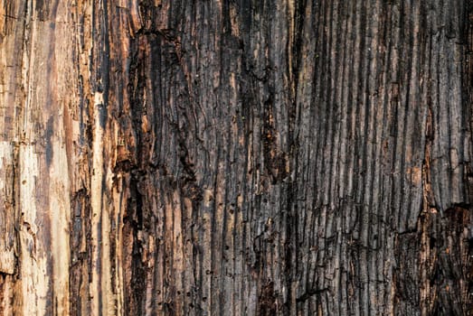 Old rotting wood,texture,nature,material