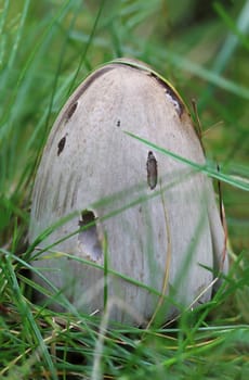 Mushroom in the grass