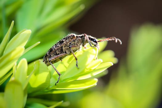 Shotgun,pincer,nature,close-up