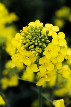 Rapeseed blossom