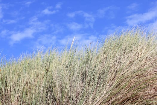 A dune overgrown with sparse grass.