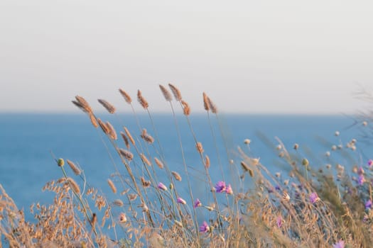 wild flowers on the Black sea background in Ukraine