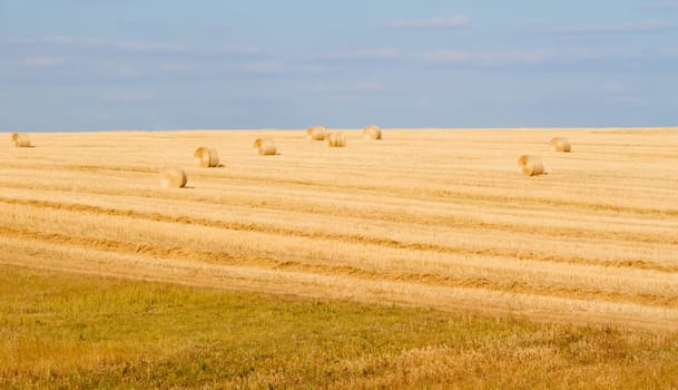 Field after harvesting can be used as background