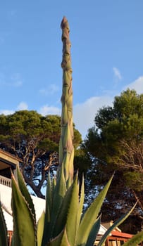 Agave bud