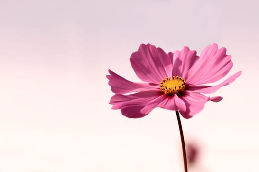 Pink jewelry basket - jewelry flower in the delicate light of the evening sun