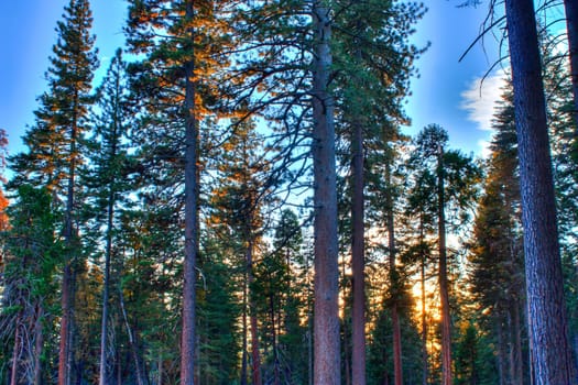 Tall Trees in the Forest With Bright Blue Sky