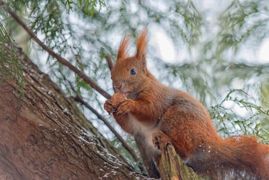 red squirrel on tree eating a nut,winter