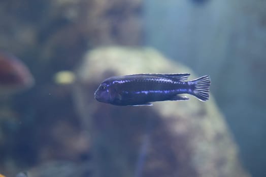 fish from tanganyika and malawi lake