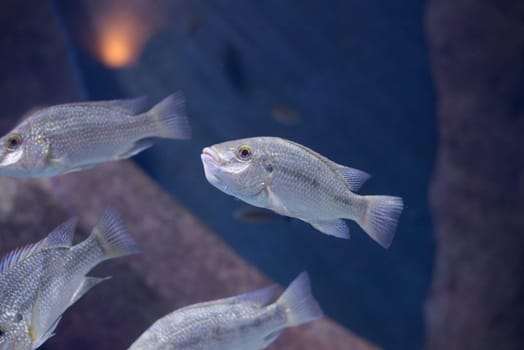 fish from tanganyika and malawi lake