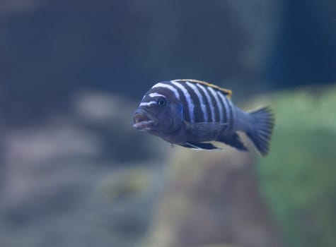 fish from tanganyika and malawi lake