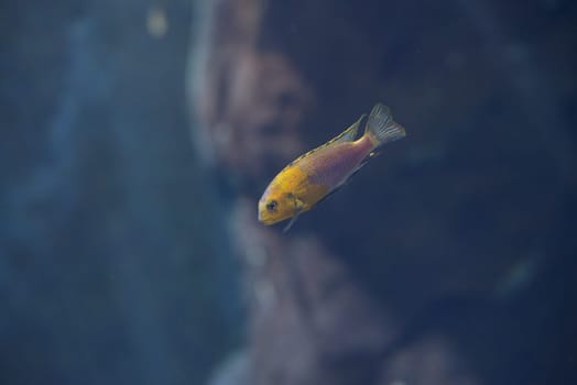 fish from tanganyika and malawi lake