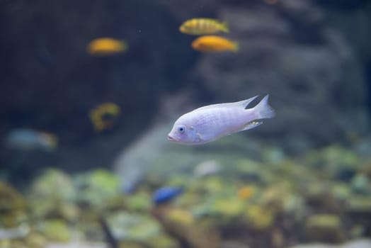 fish from tanganyika and malawi lake