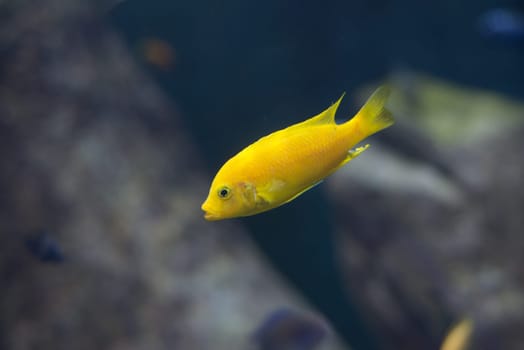 fish from tanganyika and malawi lake