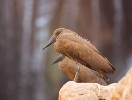 close up on hamerkop (scopus umbertta) on the rock