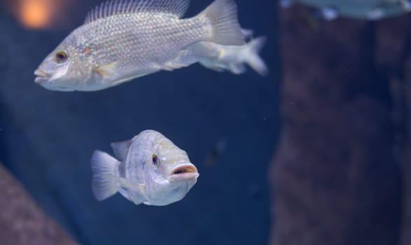 fish from tanganyika and malawi lake