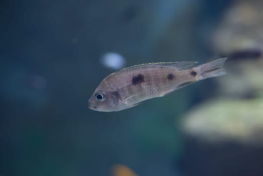 fish from tanganyika and malawi lake