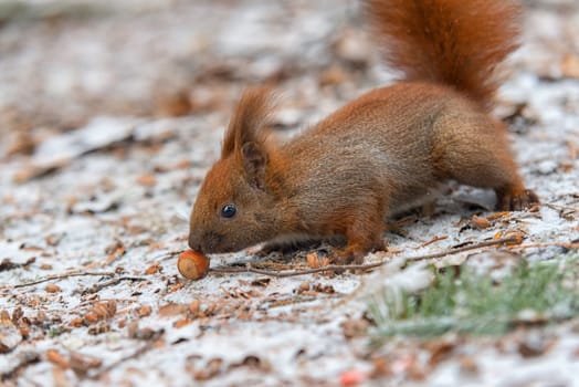 red squirrel on snow eating a nut,winter