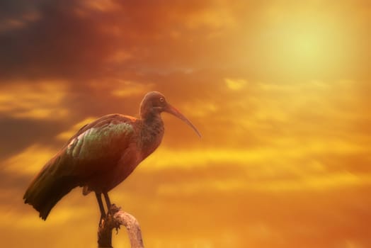 hadada ibis on the tree,sunset or sunrise