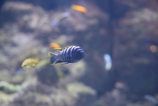 fish from tanganyika and malawi lake