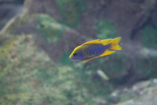 fish from tanganyika and malawi lake