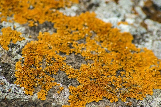 Lichen on volcanic rock