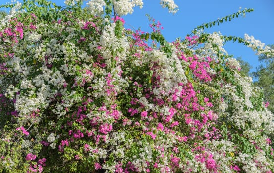 White and pink bougainvillea adorn a fence