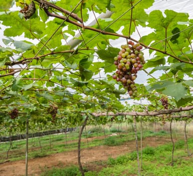 Fresh grapes on the vine with green leaves