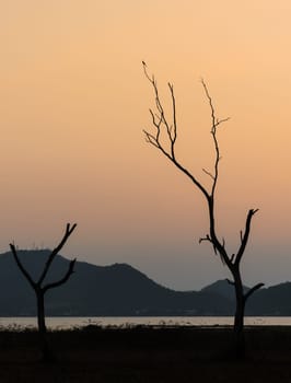 Beautiful sunset of silhouette dry tree and lake with mountain range background