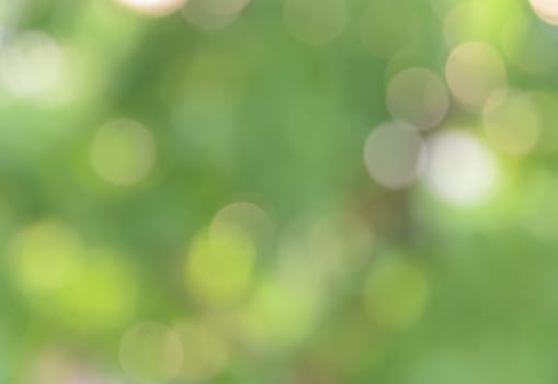 Bokeh abstract background of defocused green nature lights and shadow