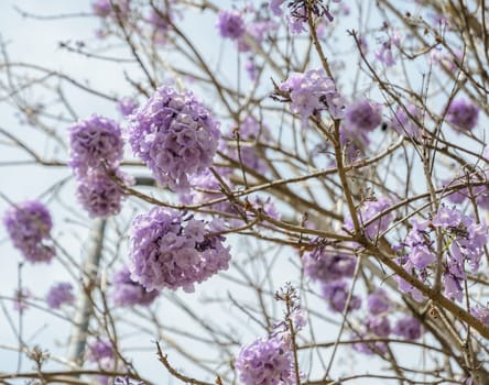 Jacaranda tree with bunches of purple flower in full bloom