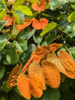 Gold Leaf Bauhinia Aureifolia tree in Thailand