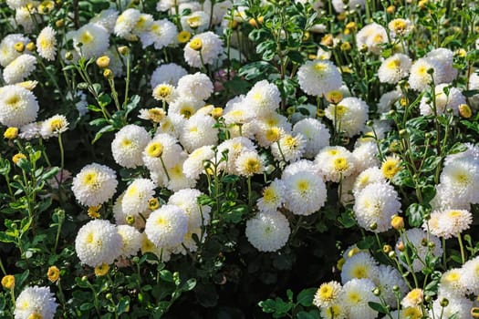 Many beautiful white chrysanthemum flowers as background. Selective focus