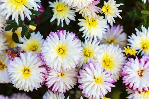 Many beautiful white chrysanthemum flowers. Floral background. Selective focus.